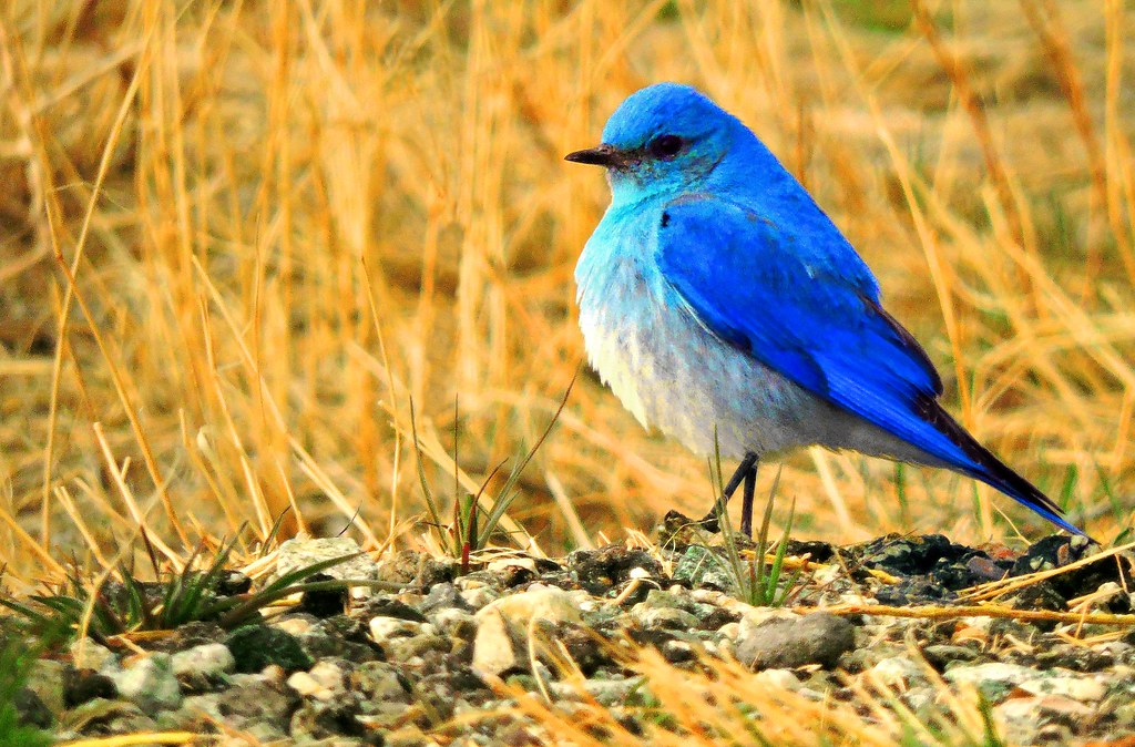 "Mountain Bluebird" by Great Sand Dunes National Park and Preserve is marked with Public Domain Mark 1.0. To view the terms, visit https://creativecommons.org/publicdomain/mark/1.0/?ref=openverse.